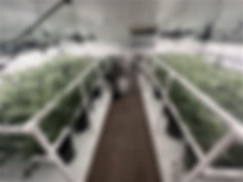 Ace killer og dwc grow #cannabis : r/cannabiscultivation