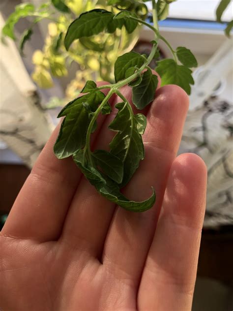 Why are my tomato leaves curling? (Details in the comments) : r/gardening