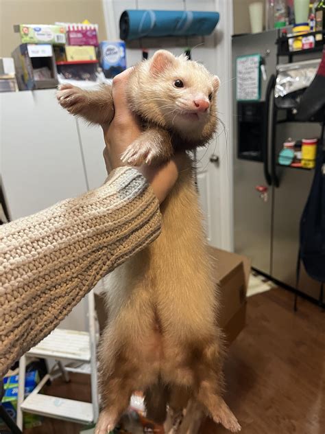 how do you ferret hyperactive cheap