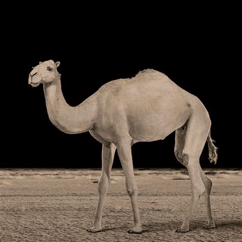 CAMEL Taxidermy South Africa - Life-form Taxidermy