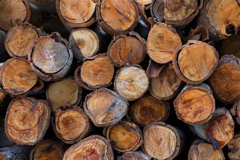 Logging - Benefits of Logging Services | Turner Logging