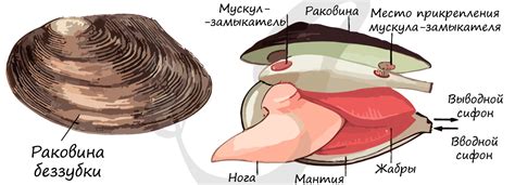 Класс двустворчатые (пластинчатожаберные), подготовка к ЕГЭ по биологии