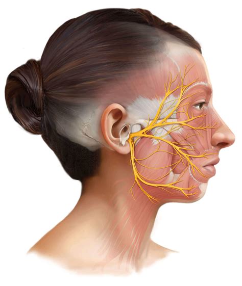 Facial Nerve: Functions, Disorders, and Treatments | Fazialis