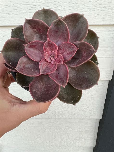 Echeveria Petra’s Perle / Magic Red (PVN Hybrid) – In Succulent Love