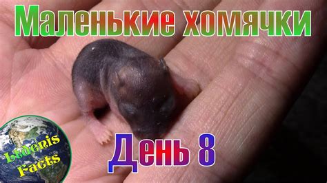 Новорожденные маленькие хомячки - 8 день. Фильм 4 из 10 - YouTube