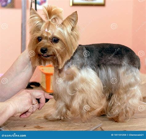 Yorkshire Terrier at the Groomer on a Haircut, Grooming Stock Photo
