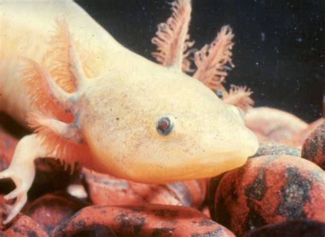 Amphibian ID Flashcards | Quizlet