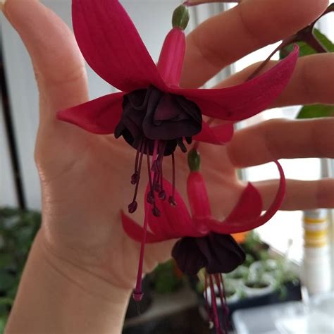 Юлин Сад - Юлин Сад added a new photo.
