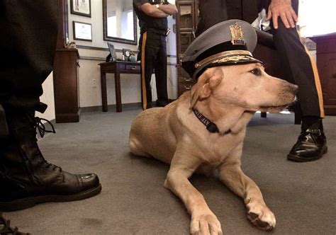 decade  service police dog retires life  dogs