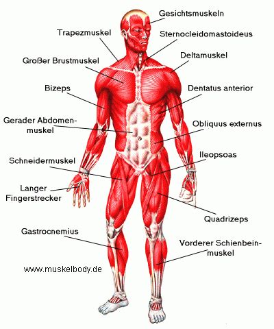Muskulatur - Die wichtigsten Muskeln eines Bodybuilders
