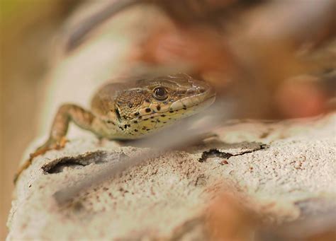 Gut getarnt (Forum für Naturfotografen)