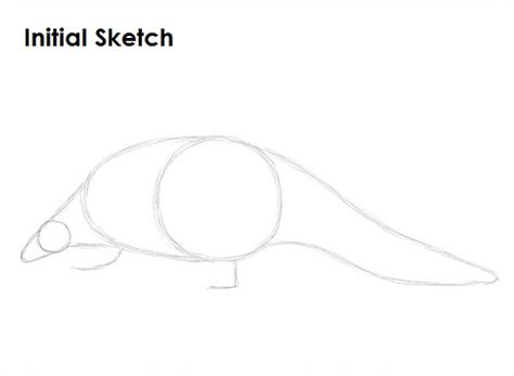 Rolling Into Masterpiece: 7 Steps To Draw A Perfect Pangolin