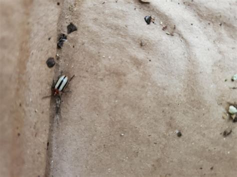 Beetles Destroying my Tomateos : r/whatsthisbug