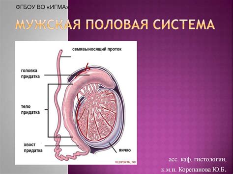 Мужская половая система - online presentation