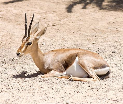 Gazella cuvieri - Monaco Nature Encyclopedia