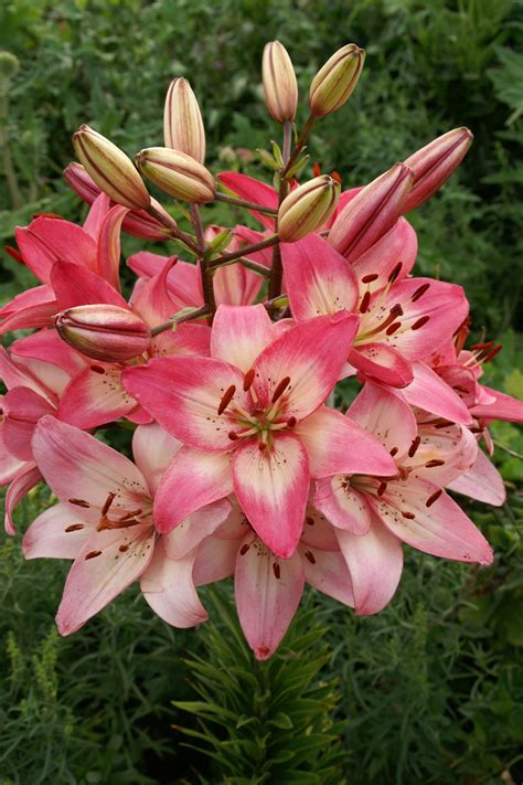 Rosella's Dream - lily bulb