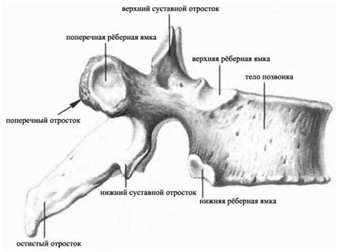 Анатомическое строение и функции позвоночника человека, структура и ...