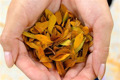 Speaking the Herbalist's Language – Herbal Academy