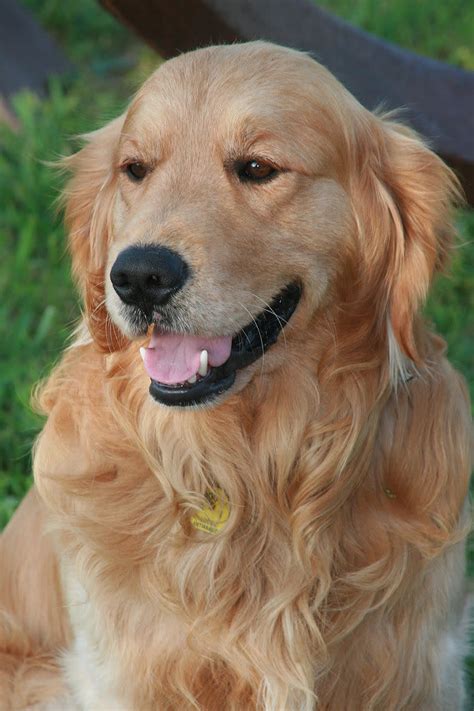 Der Schwarz Golden Retriever: Eine einzigartige Rasse
