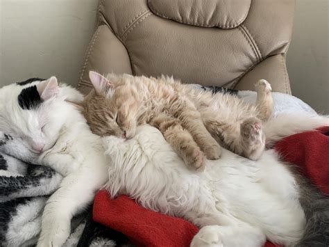 Look at these sleepy babes. : r/cute