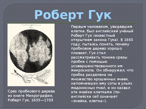 Размножение клетки