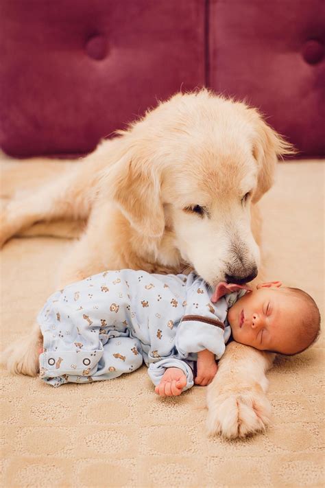7 best dog breeds for families | Behance