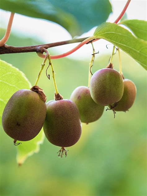 Hardy Kiwi Plants For Sale Ontario - Mbi Garden Plant