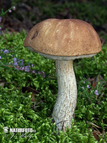 kozák březový | Naturfoto.cz