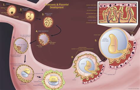Label The Following Components In The Stages Of Implantation