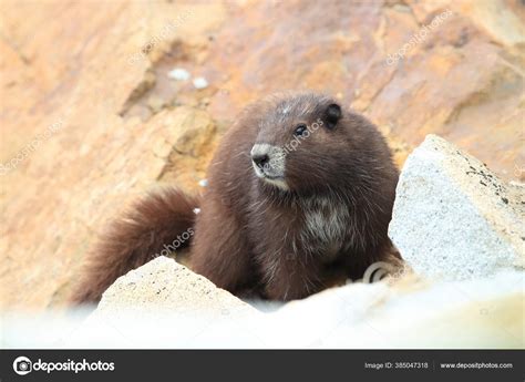 Vancouver Island Marmot Marmota Vancouverensis Mount Washington Natural Habitat Vancouver Stock ...