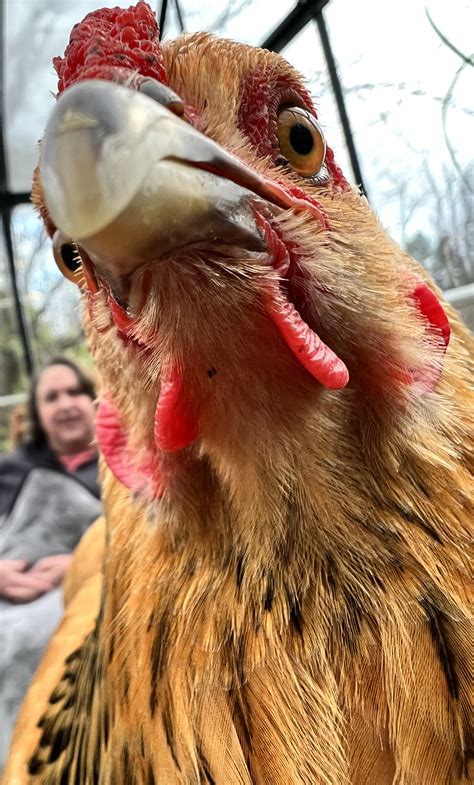 chickens with heads cut off 2