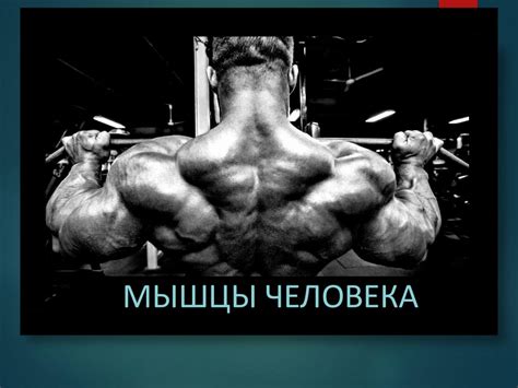 Мышцы человека - презентация онлайн