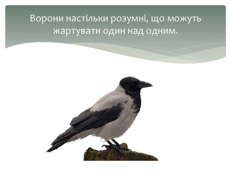 Як спілкуються тварини - презентация онлайн