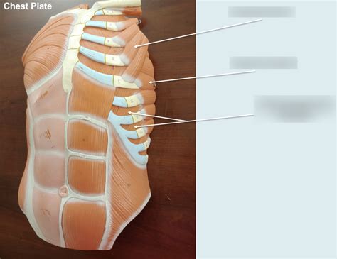 chest plate  diagram quizlet
