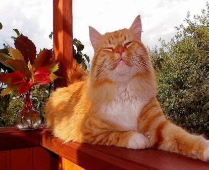 Котяра - Вышивка крестом и не только. Вышивалочка