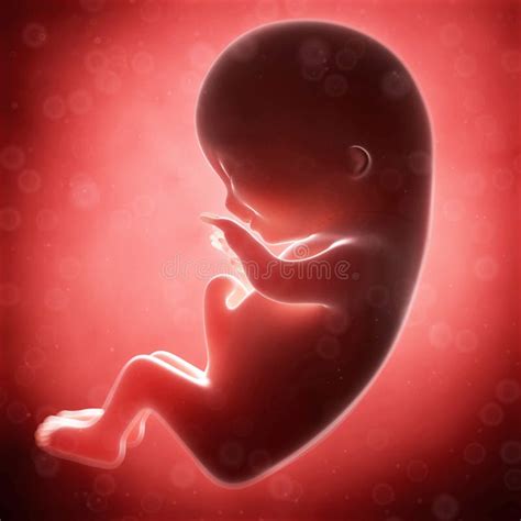 Feto Umano Dentro L'utero, 9 Mesi, Fase Dell'illustrazione Di Vettore