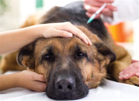Dirofilariasis in Dogs and Cats— Modern Vet