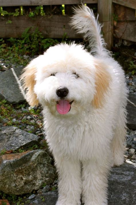 Soft Coated Wheaten Terrier Poodle Mix