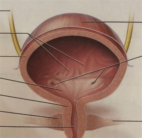 Bladder Diagram | Quizlet