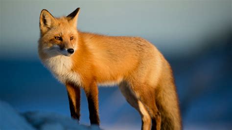Red Fox Free Stock Photo - Public Domain Pictures