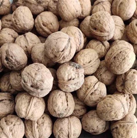 brown  walnut packaging type loose  kg  handwara id