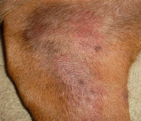 Albums 99+ Pictures Pictures Of Yeast Infection On Dogs Excellent