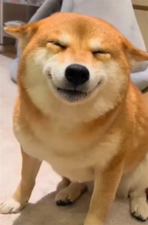 anh meme  cho voi vo van bieu cam hai huoc cuc chat