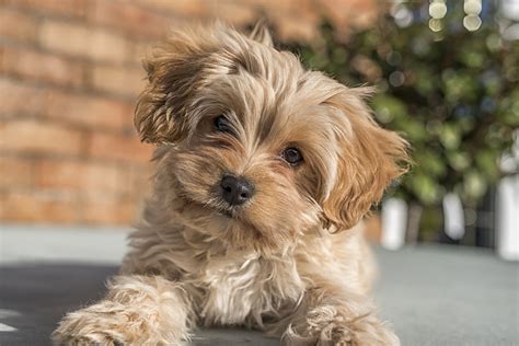 Protect Yourself And Your Puppy in the Purchasing Process - Forever Puppy