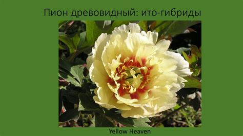 Пион древовидный - презентация онлайн