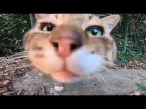 Кот носок? - YouTube