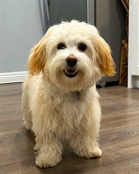 30 Cute Havanese Mixes You'll Love! (With Pictures)