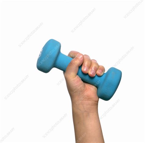 Dumbbell - Stock Image - F036/7460 - Science Photo Library
