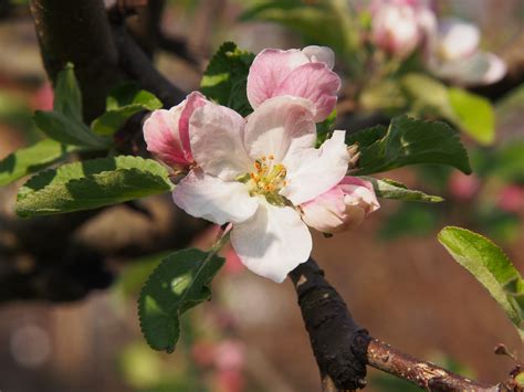when do apple tree blossom 6