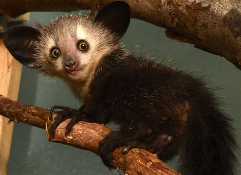Aye-aye - Duke Lemur Center